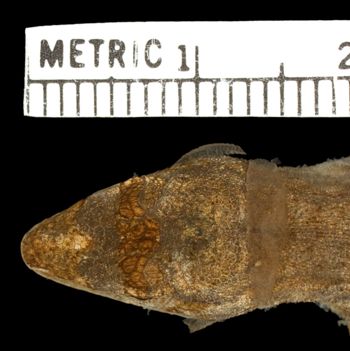 Media type: image;   Herpetology R-185617 Aspect: head dorsal